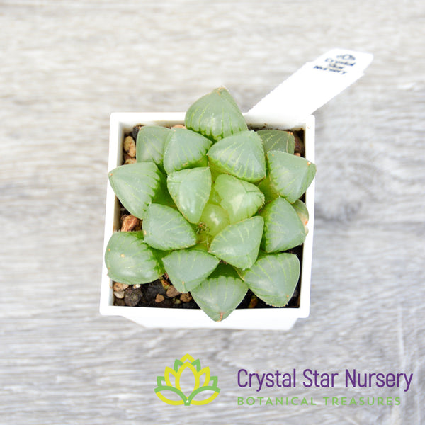 Haworthia Obtusa Hybrid (LS134) Crystal Star Nursery