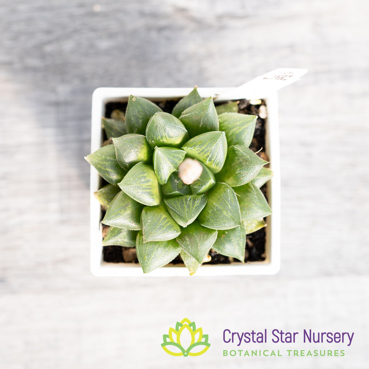 Haworthia Obtusa &#39;Maggie&#39; (LS046)