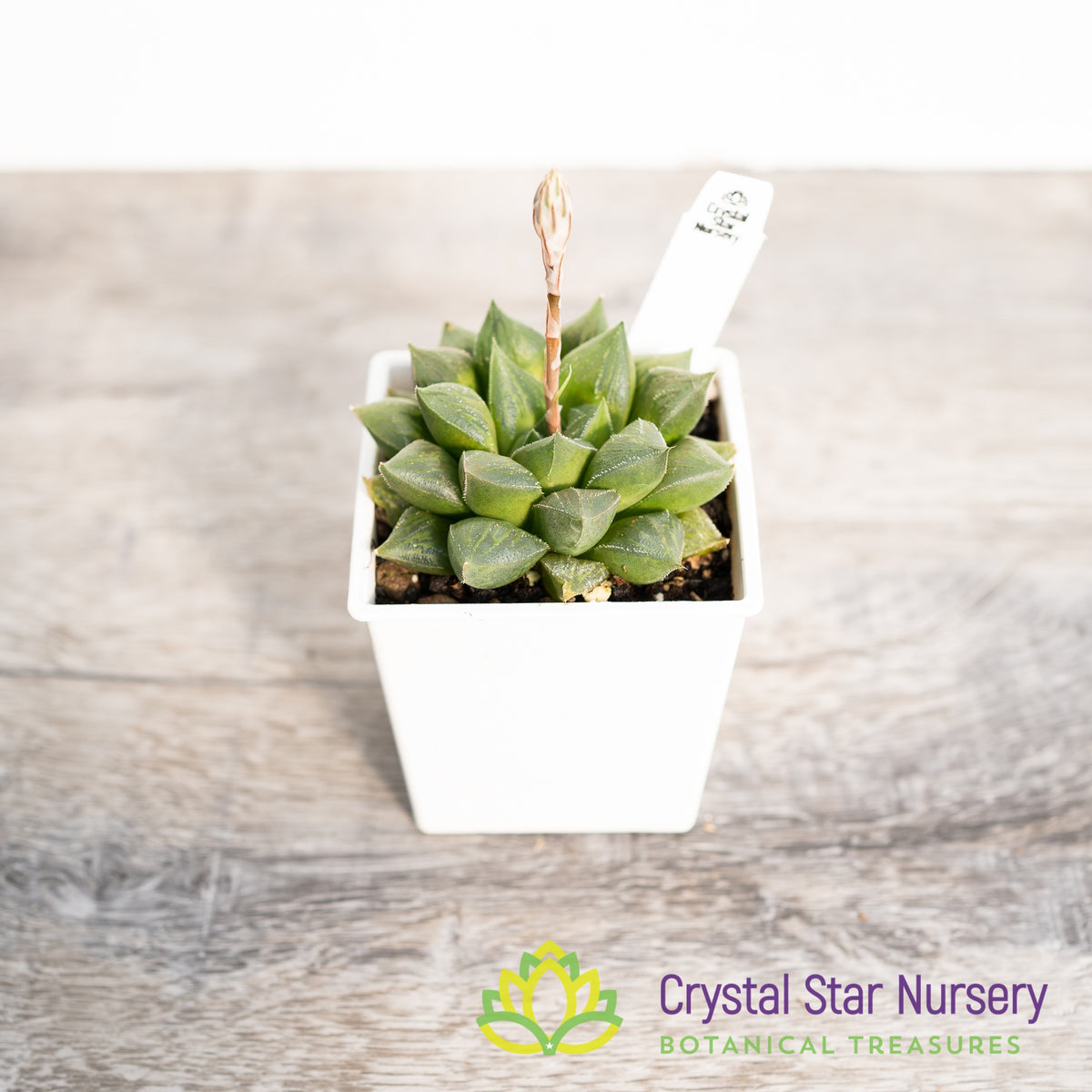 Haworthia Obtusa &#39;Maggie&#39; (LS046)