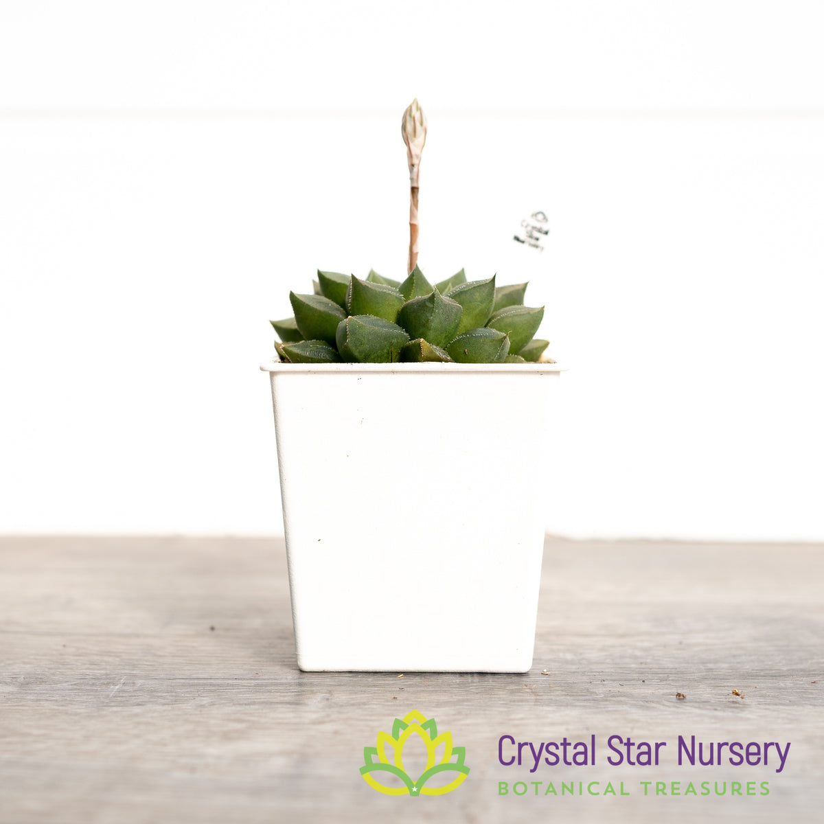 Haworthia Obtusa &#39;Maggie&#39; (LS046)