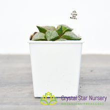Haworthia Picta (JJ1)