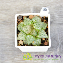 Haworthia Picta (JJ1)