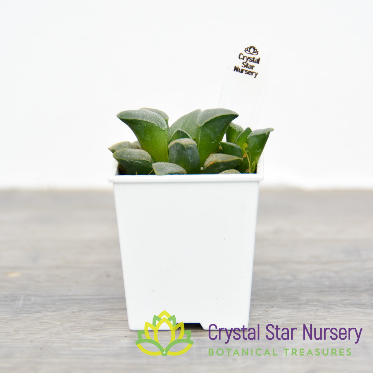 Haworthia Pygmaea white (LS086)
