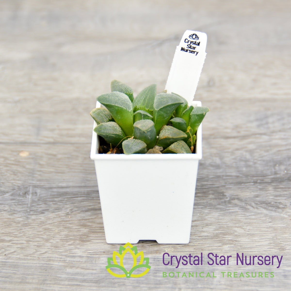 Haworthia Pygmaea white (LS086)