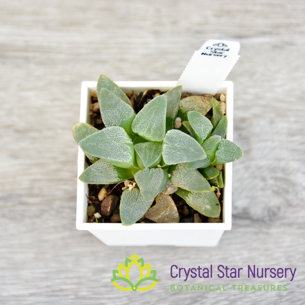 Haworthia Pygmaea white (LS086)