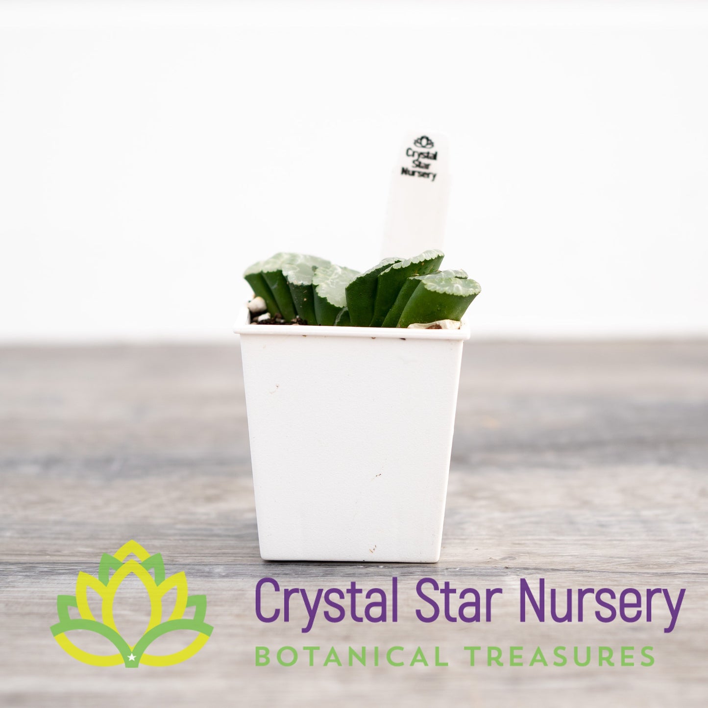 Haworthia Truncata 'C' (GZ024)