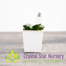 Haworthia Truncata 'C' (GZ024)