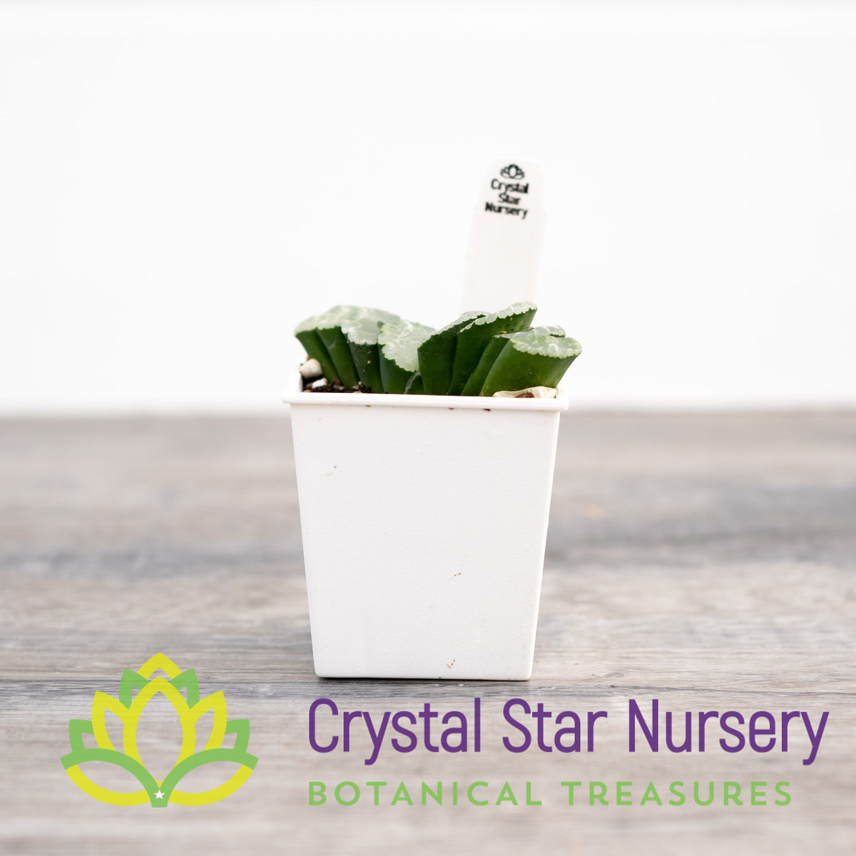 Haworthia Truncata &#39;C&#39; (GZ024)