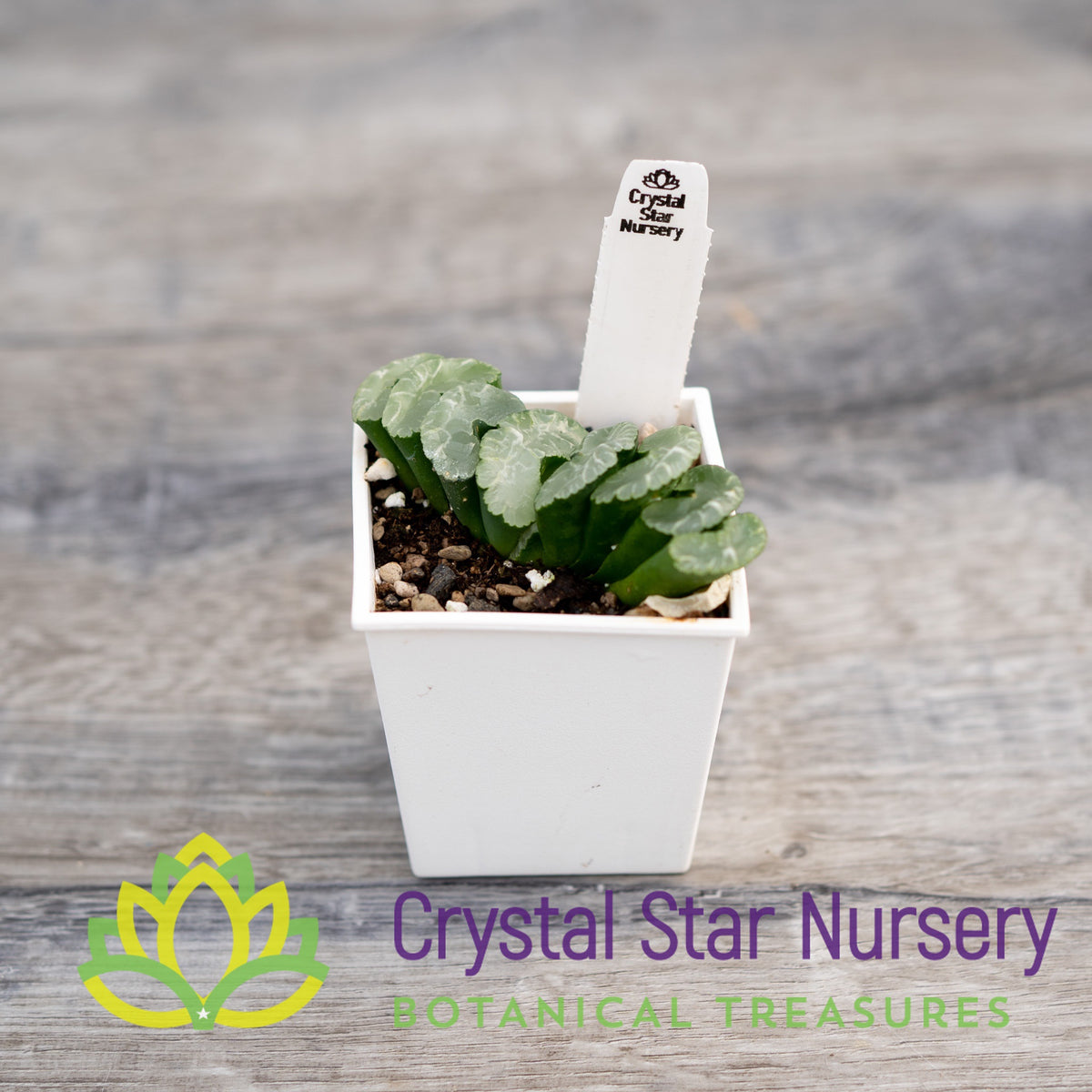 Haworthia Truncata &#39;C&#39; (GZ024)