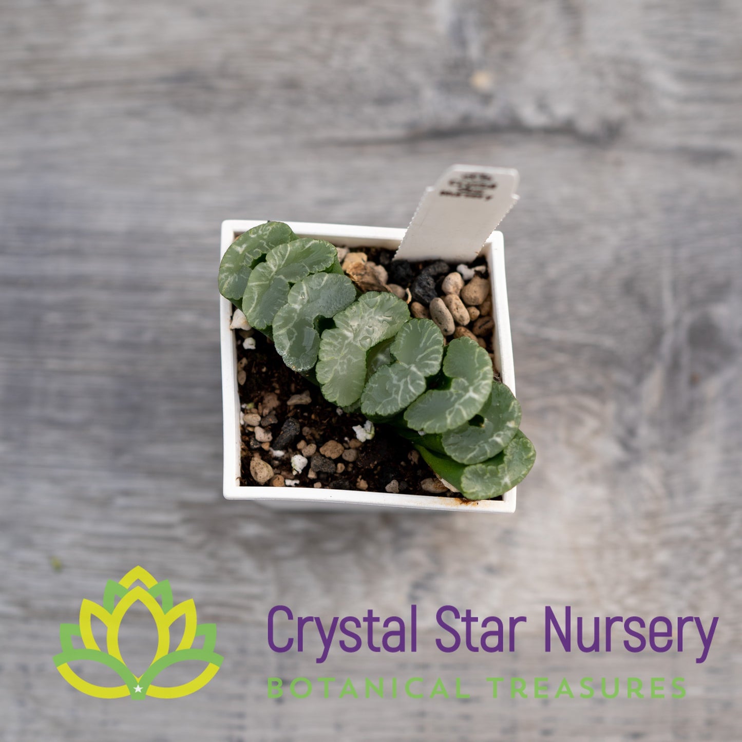 Haworthia Truncata 'C' (GZ024)