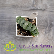 Haworthia Truncata 'C' (GZ024)