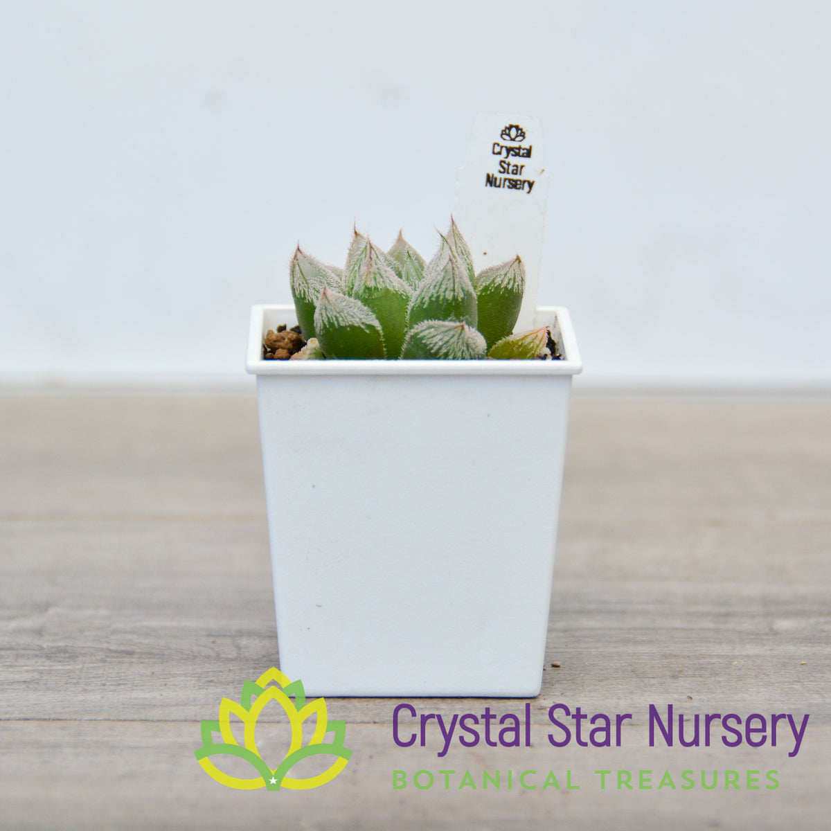 Haworthia Venusta (LS226)