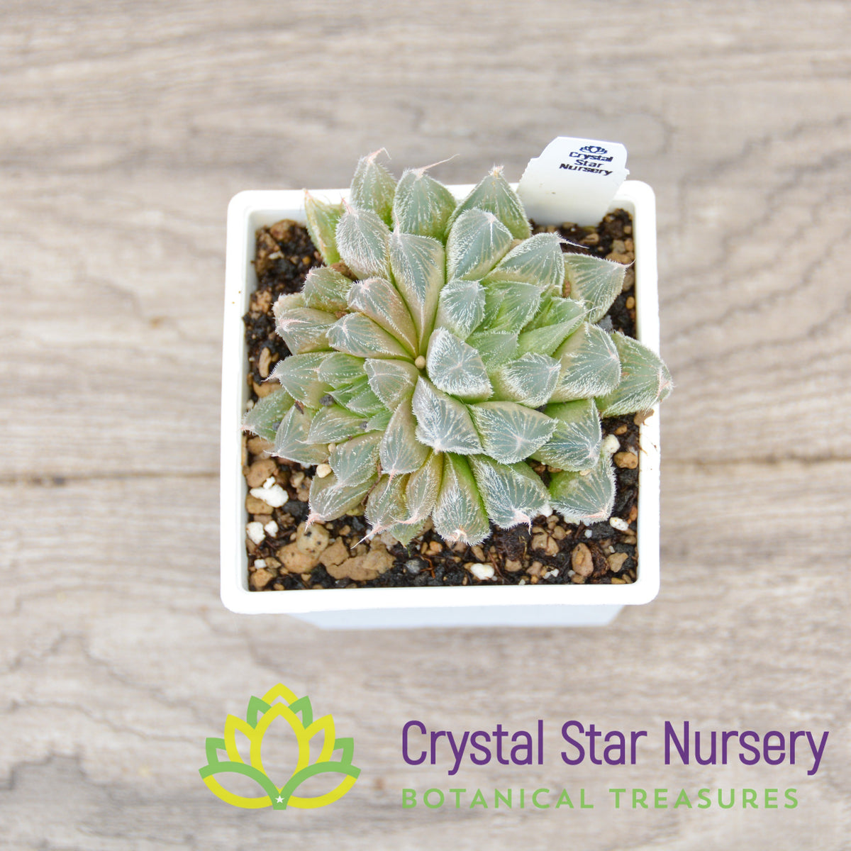 Haworthia Venusta Hybrid (LS012)