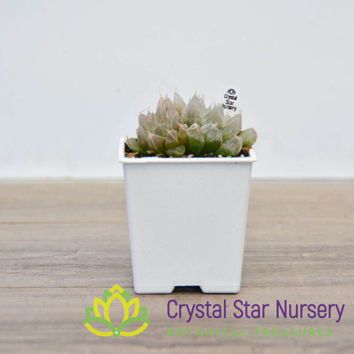 Haworthia Venusta Hybrid (LS012)