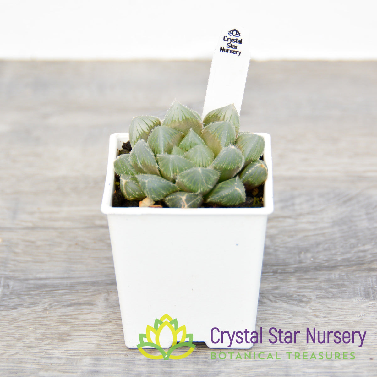 Haworthia Venusta &#39;Nulibia&#39; (GZ008)