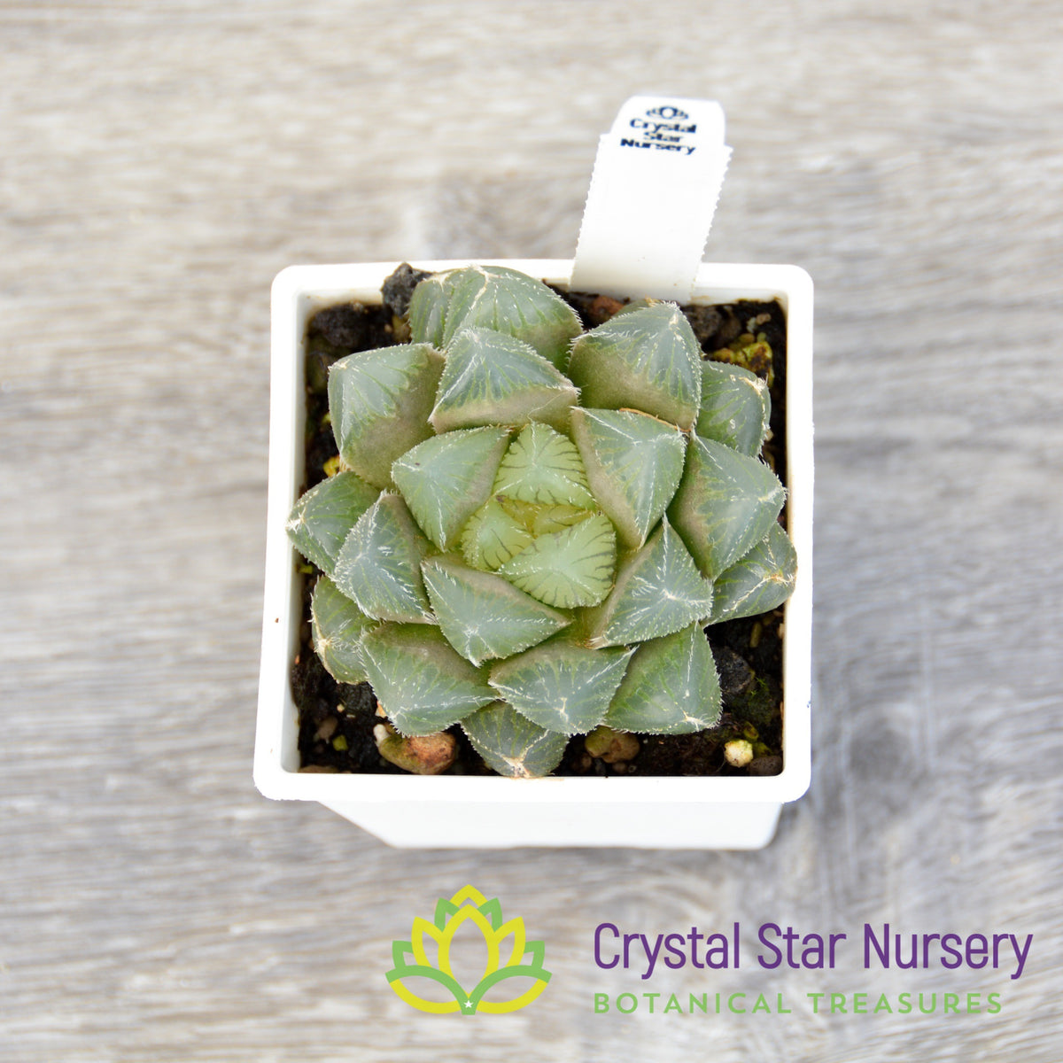 Haworthia Venusta &#39;Nulibia&#39; (GZ008)
