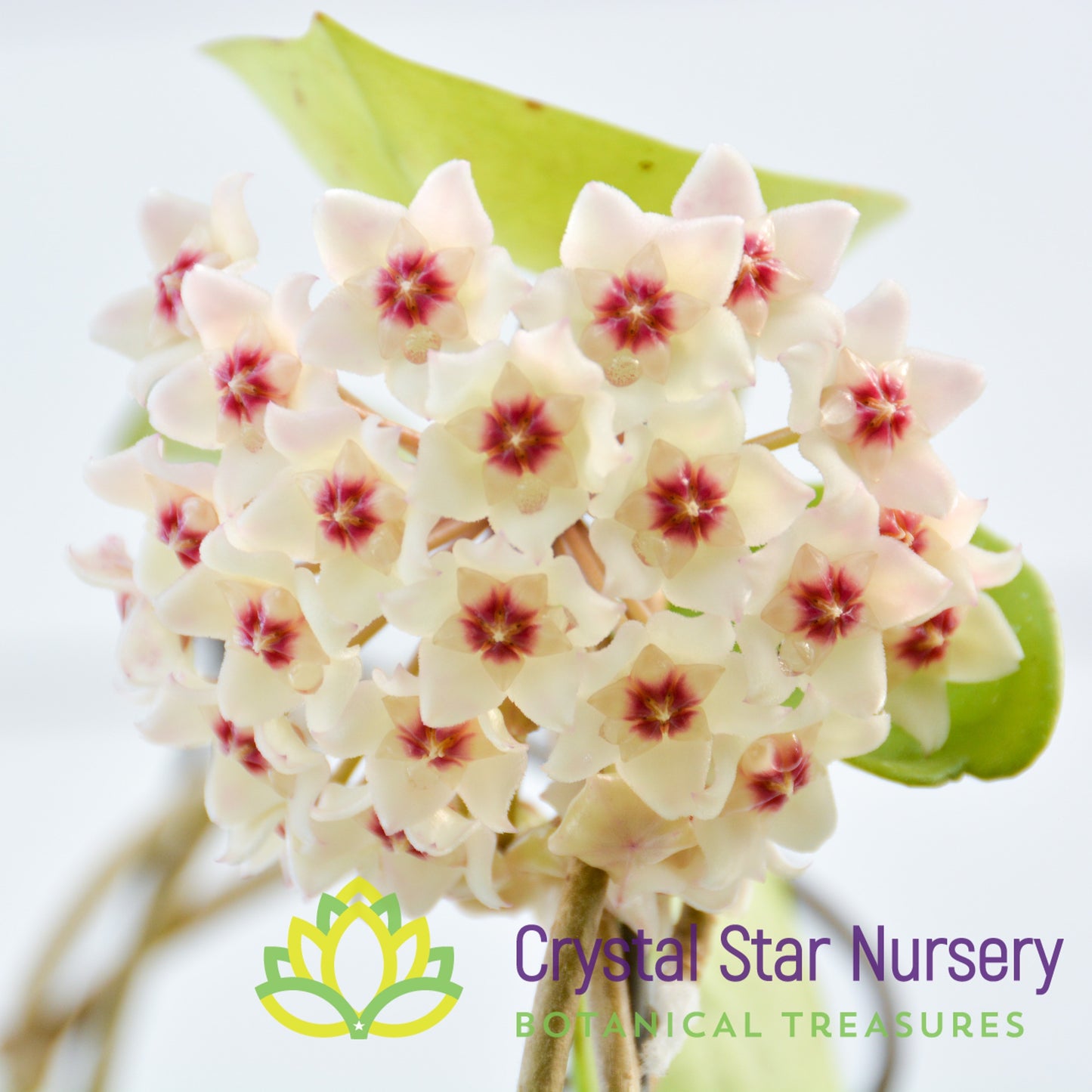 Hoya carnosa 'Snowball'