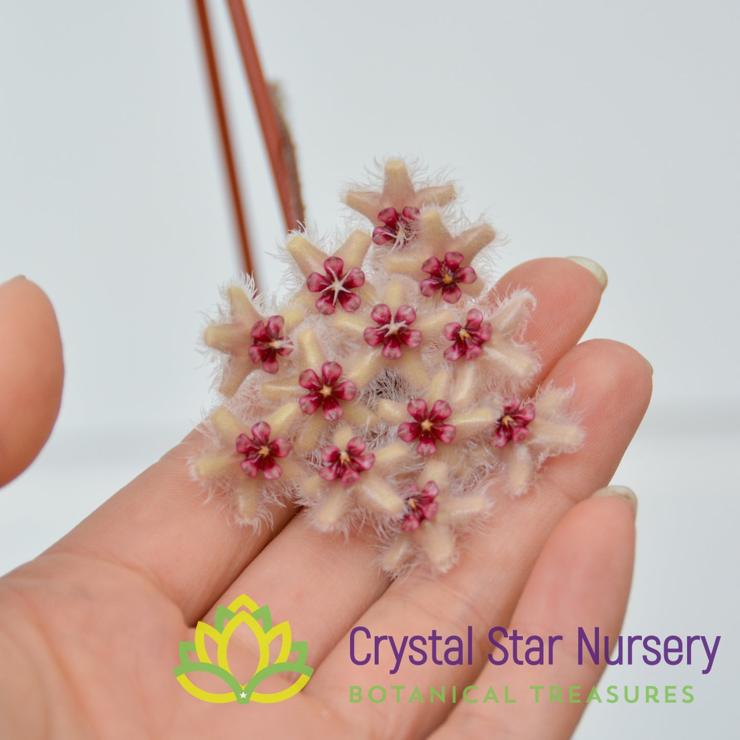 Hoya caudata 'Sumatra'
