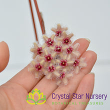 Hoya caudata 'Sumatra'