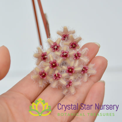 Hoya caudata 'Sumatra'
