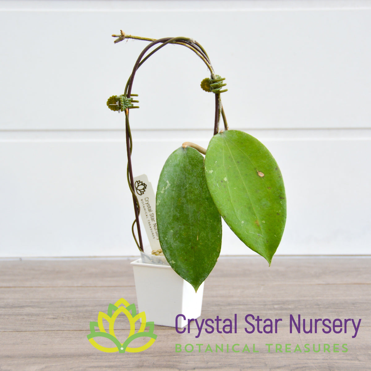 Hoya cinnamomifolia var cinnamomifolia