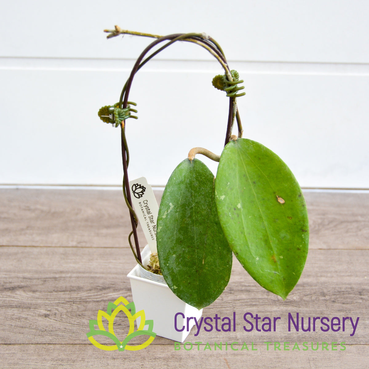 Hoya cinnamomifolia var cinnamomifolia