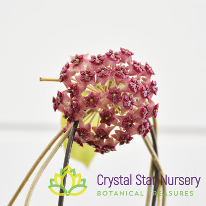Hoya cinnamomifolia var purpureofusca