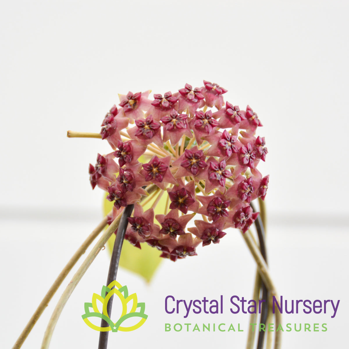 Hoya cinnamomifolia var purpureofusca