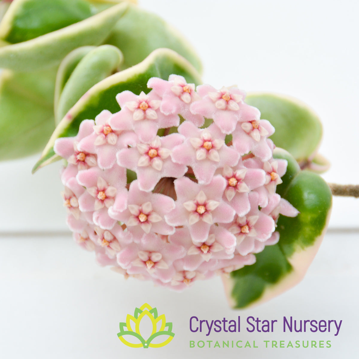 Hoya compacta &#39;Hindu Rope&#39; (outer variegation)