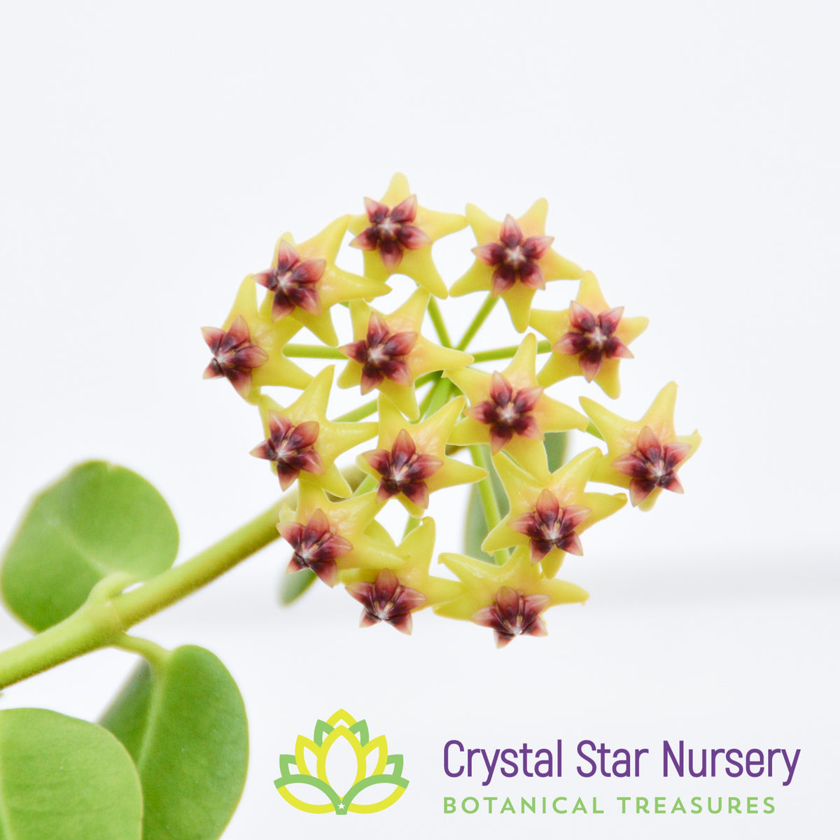 Hoya cumingiana