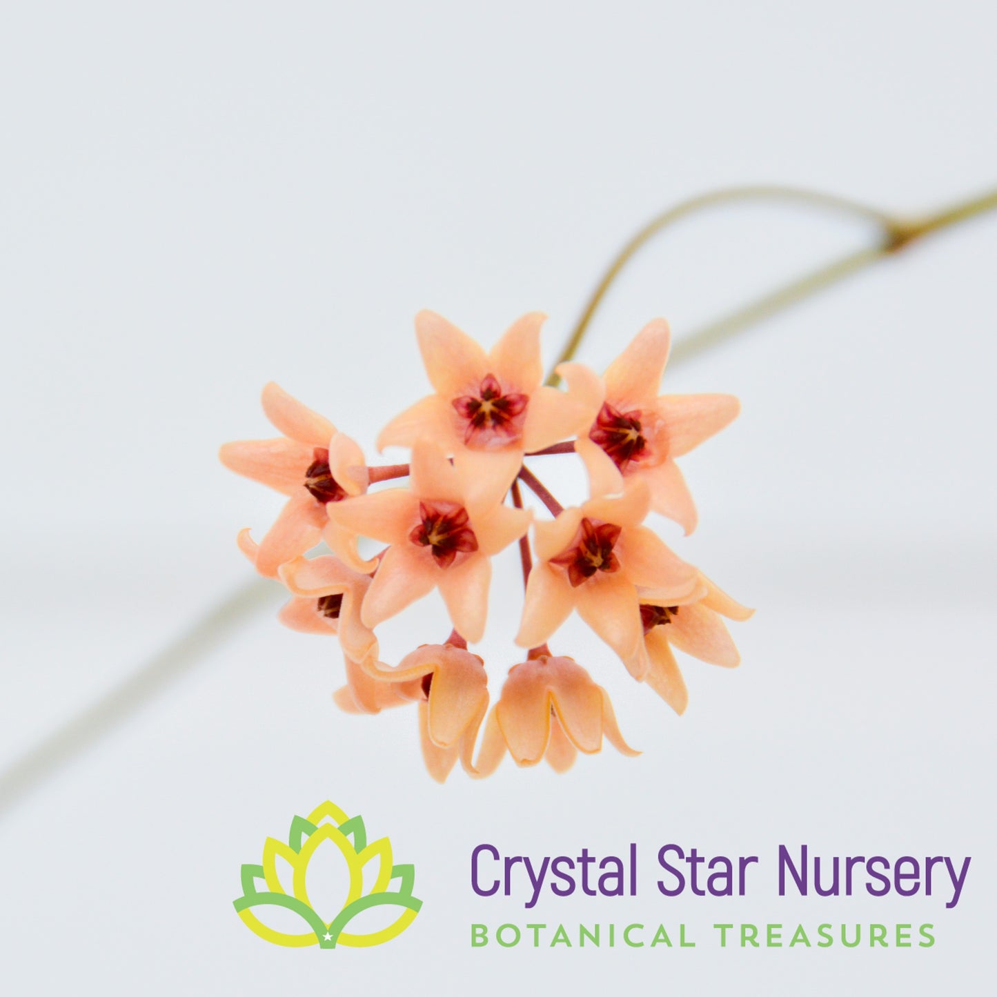 Hoya cutis-porcelana