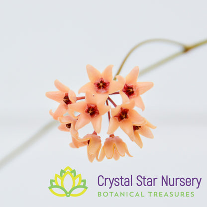 Hoya cutis-porcelana
