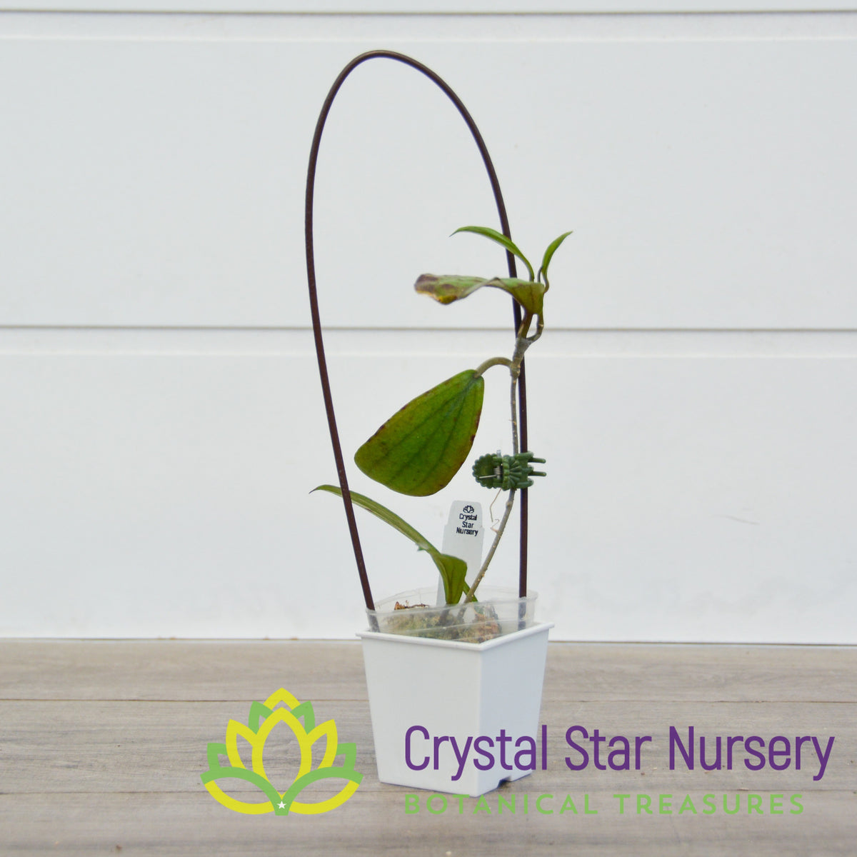 Hoya erythrina
