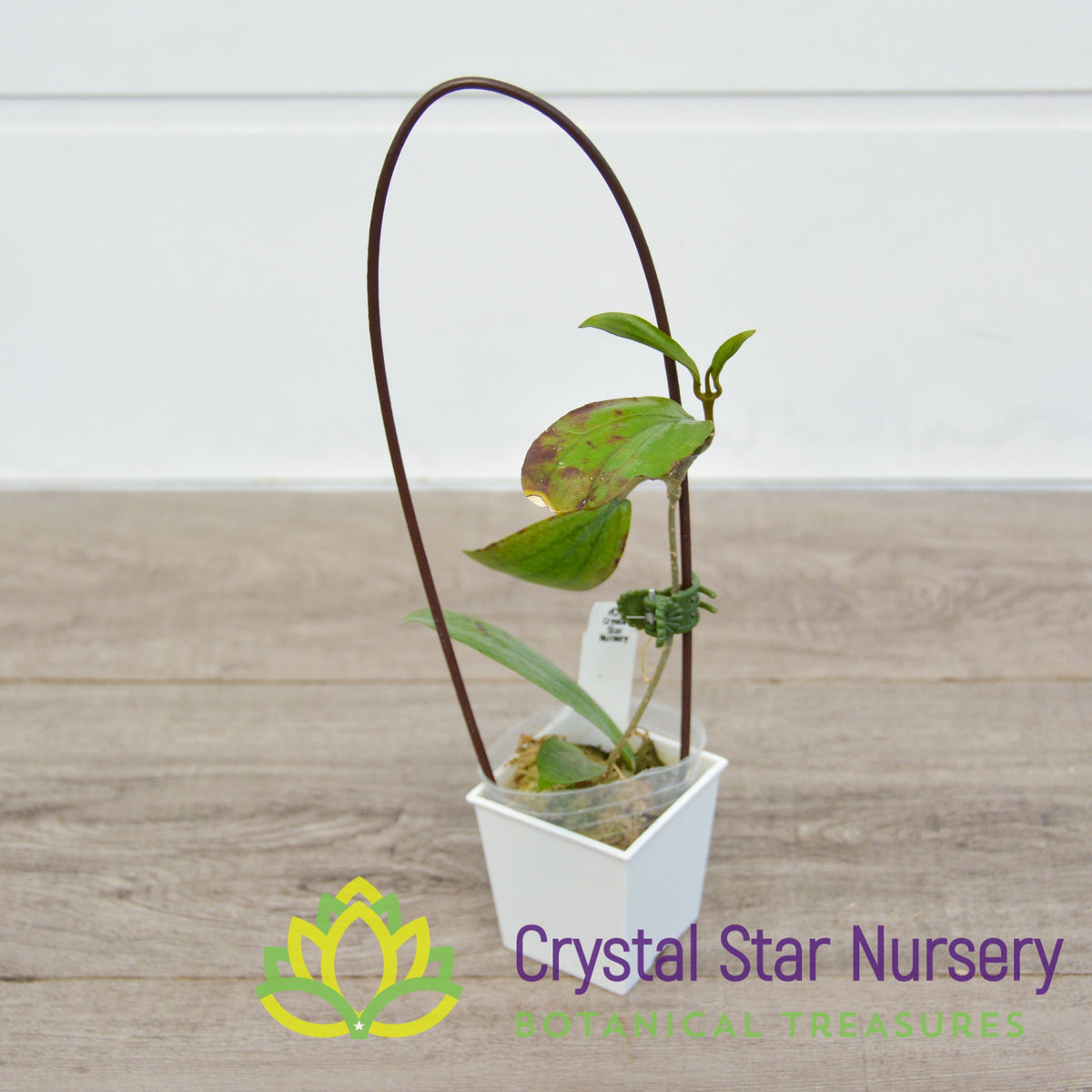 Hoya erythrina