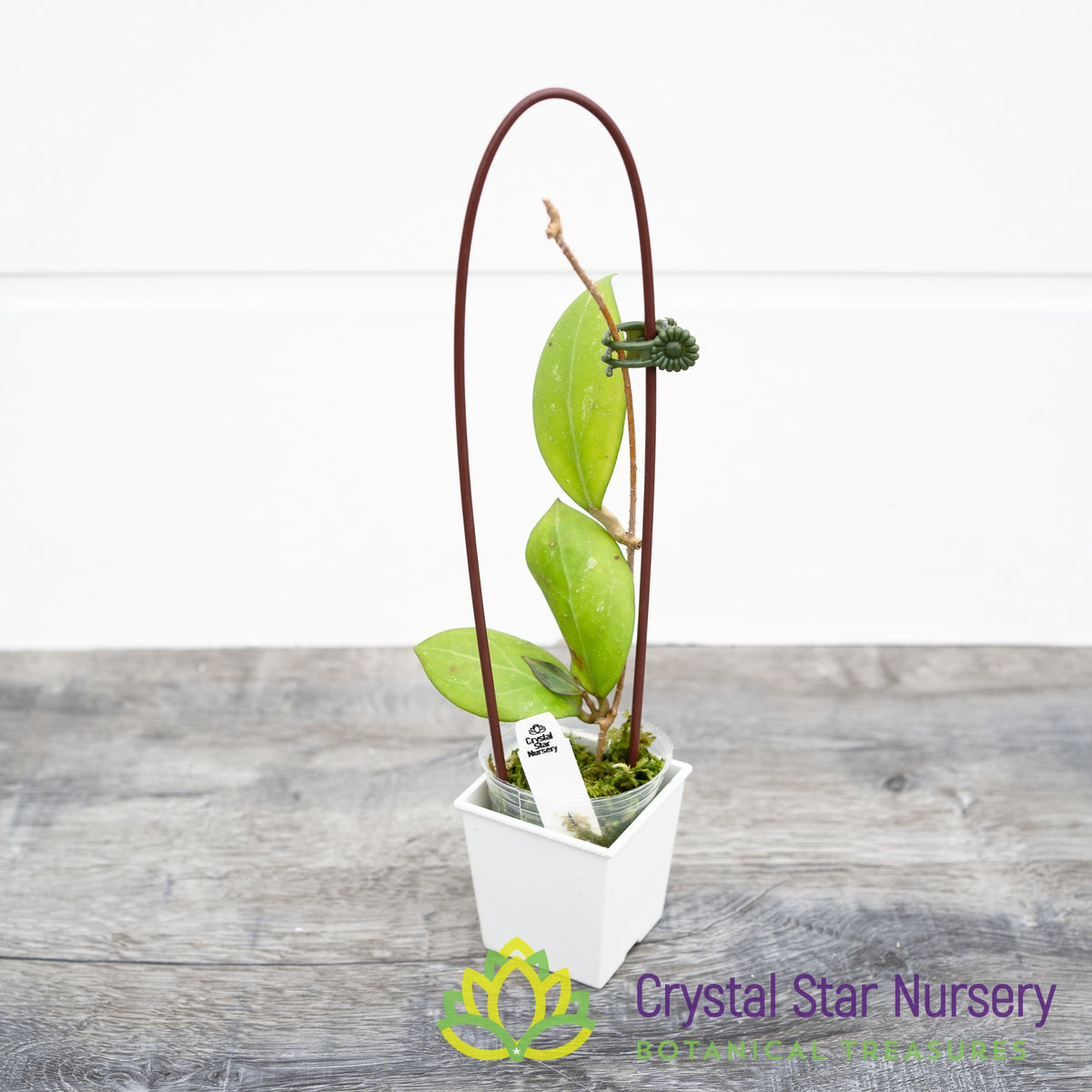 Hoya erythrostemma New
