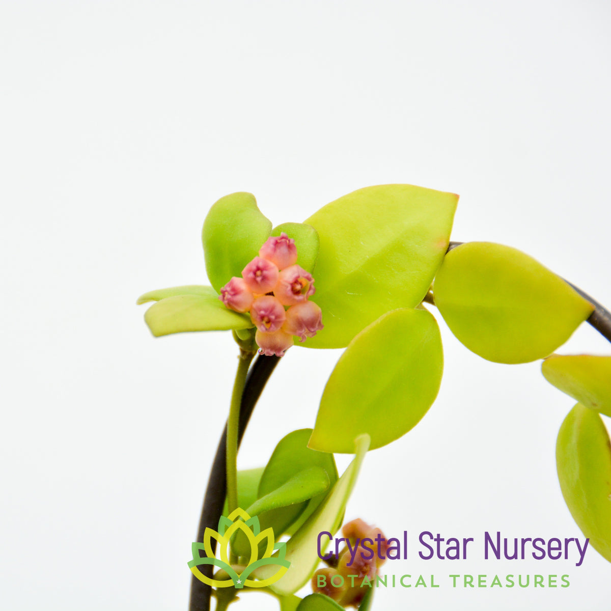 Hoya heuschkeliana (pink)