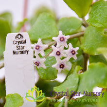Hoya kanyakumariana