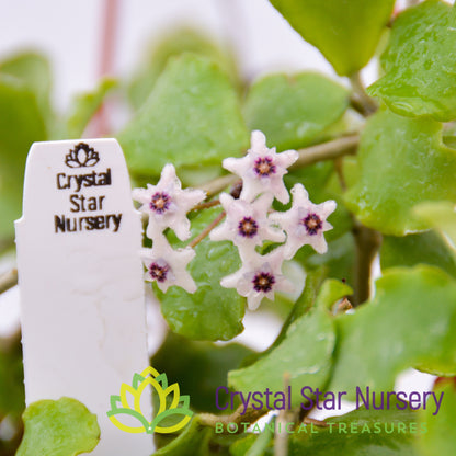 Hoya kanyakumariana