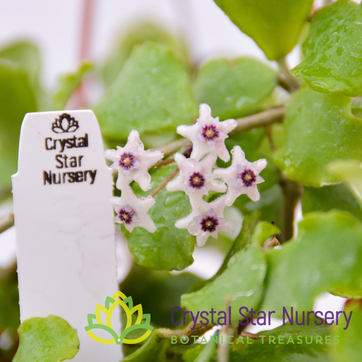 Hoya kanyakumariana