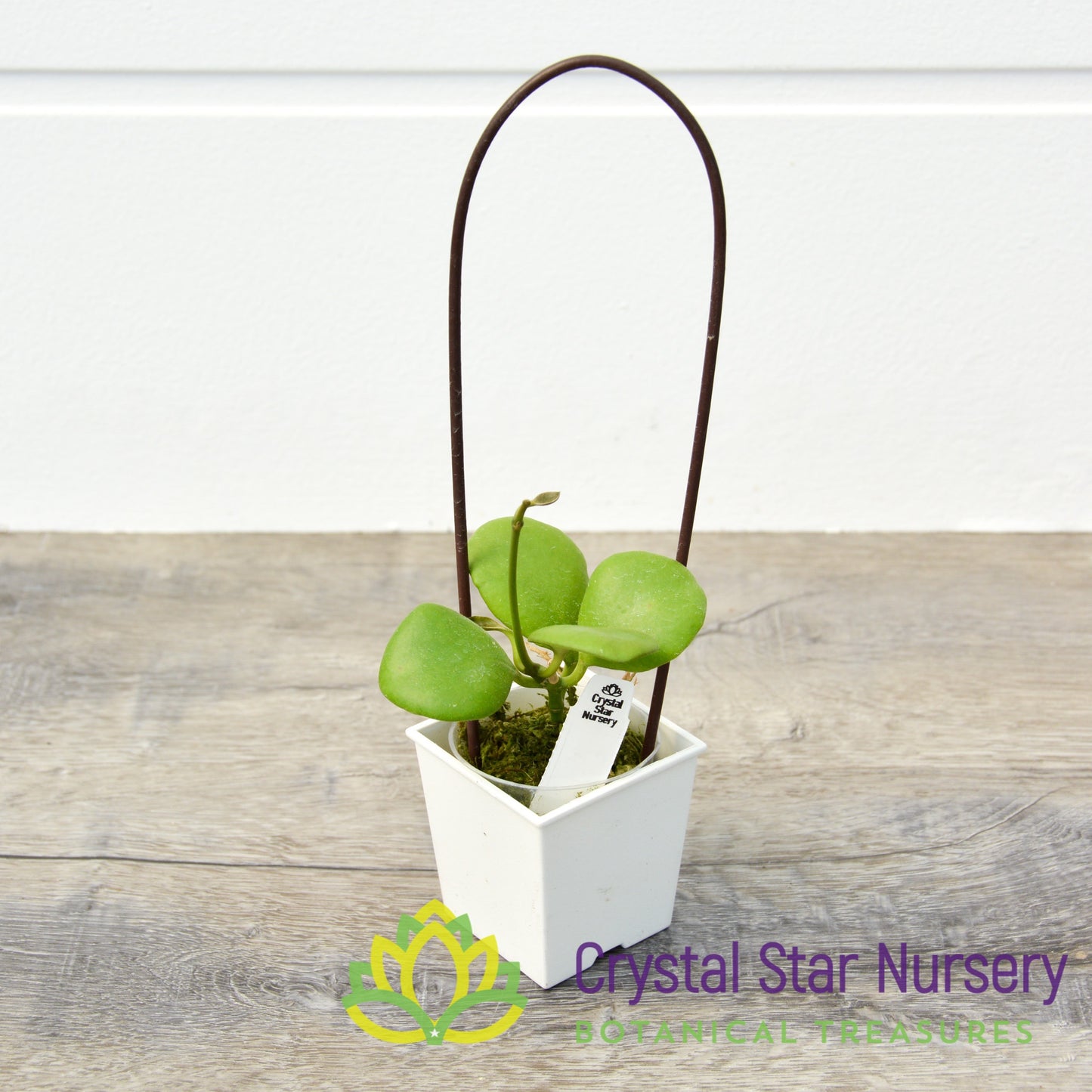 Hoya kastbergii