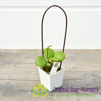 Hoya kastbergii
