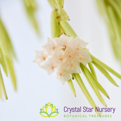 Hoya linearis