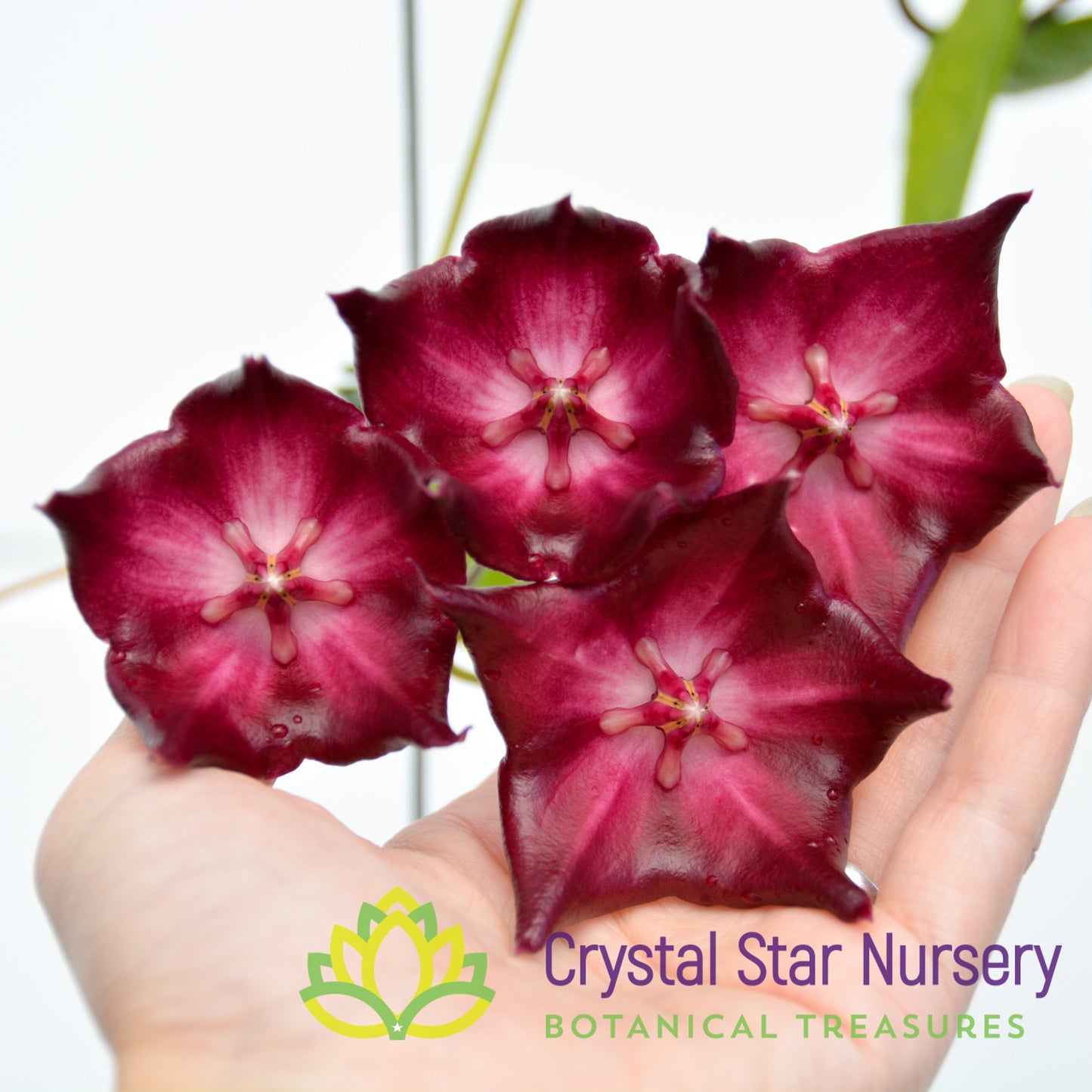 Hoya macgillivrayi