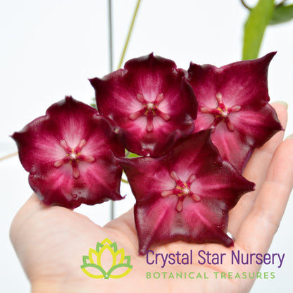 Hoya macgillivrayi