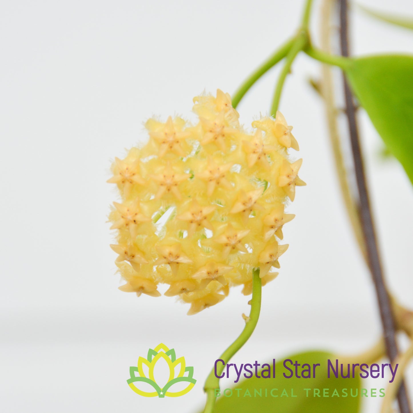 Hoya mindorensis (yellow)