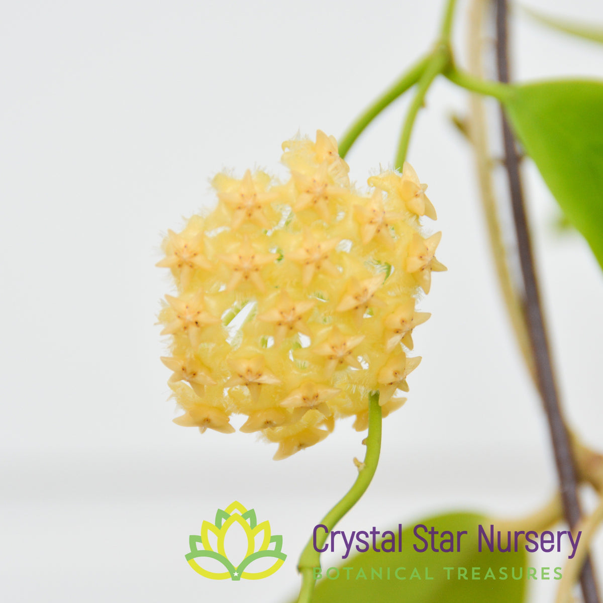 Hoya mindorensis (yellow)
