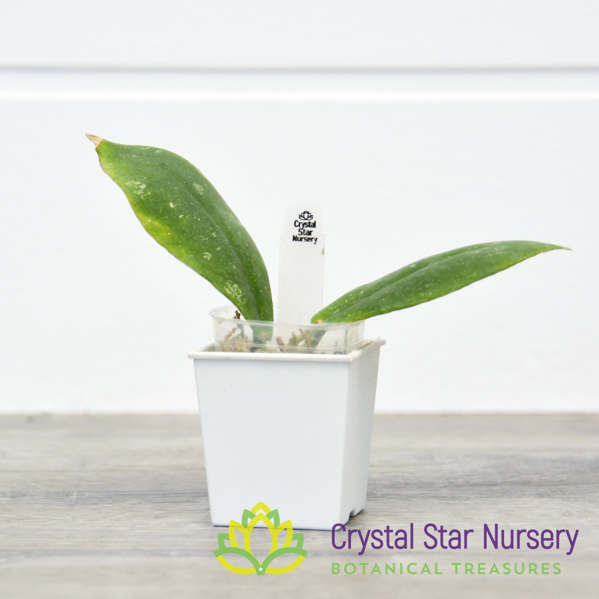 Hoya mitrata