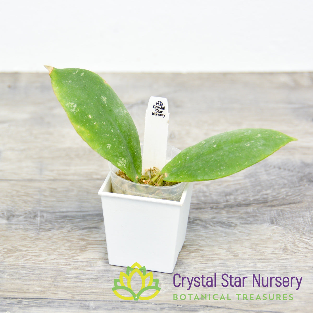 Hoya mitrata