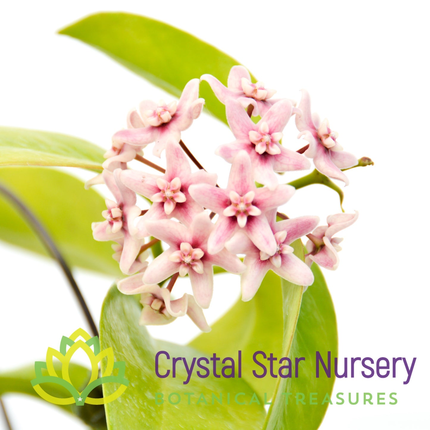 Hoya naumanii