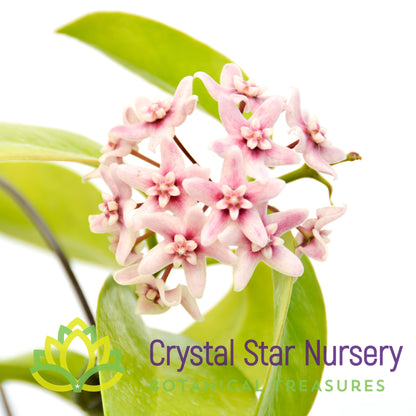 Hoya naumanii